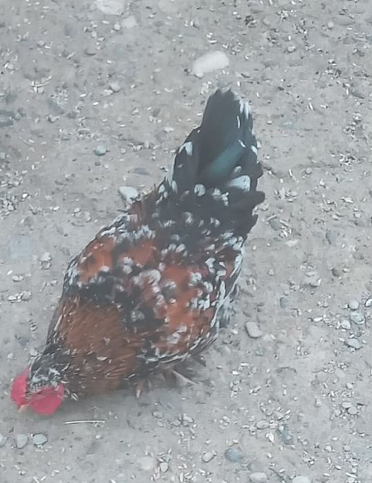 Японский кораздар сатылады