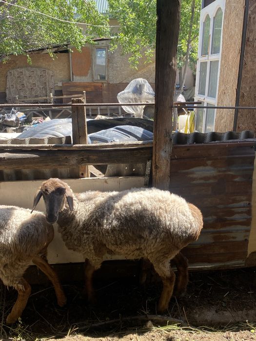 Продам баран цега договорная