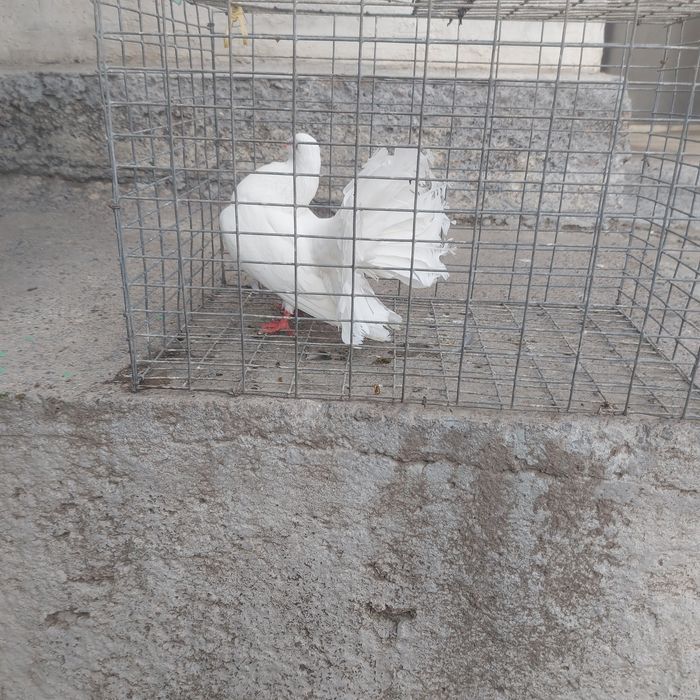 Павлин  самка  1год