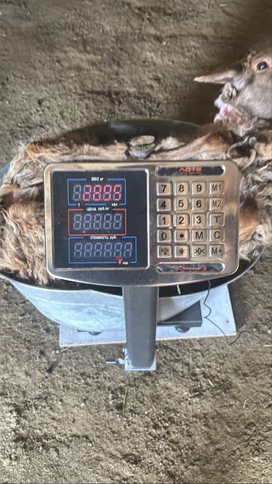 Продам овец сек