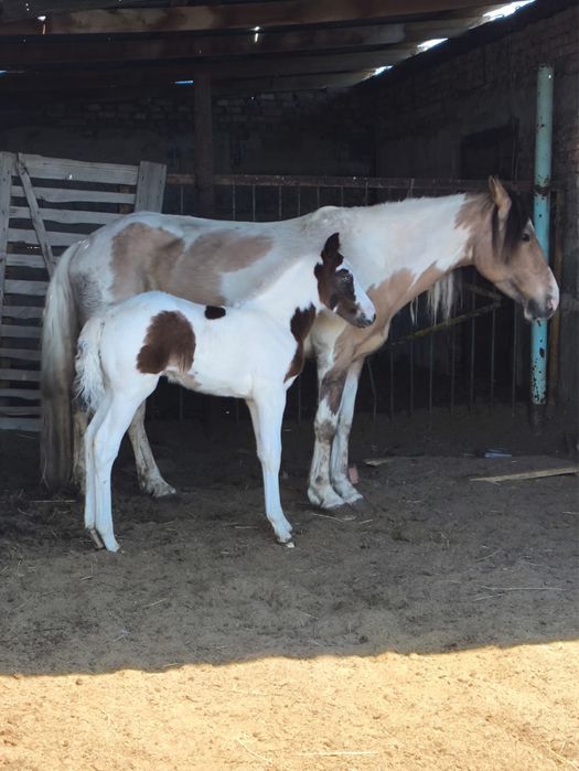 Құлынды бие сатылады