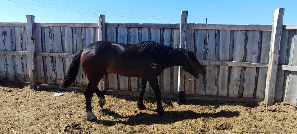 Жеребец 4года на племя