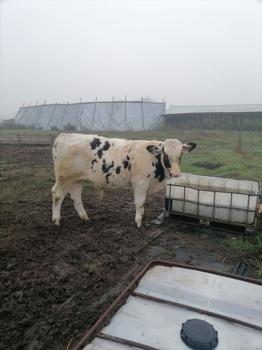 Vaci bălțată romănească de vănzare