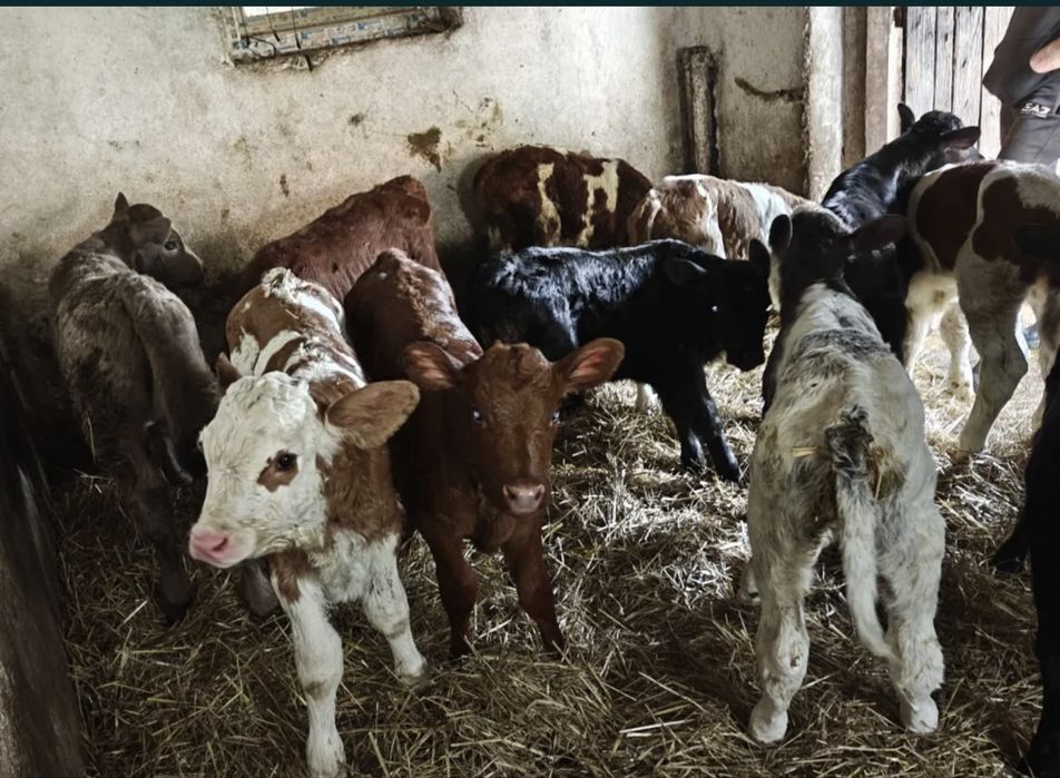 Aduc vitei pe comanda in toata roamnia