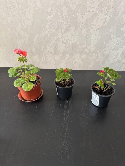 Продам домашние цветы