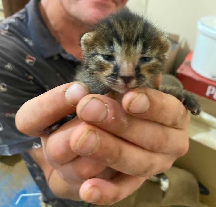 котенок мальчик маленький