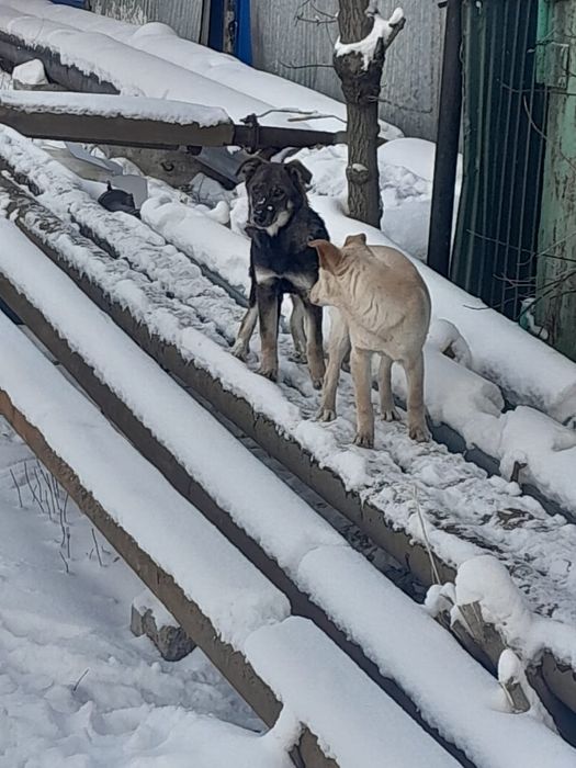 Щенки бесплатно 2девочки