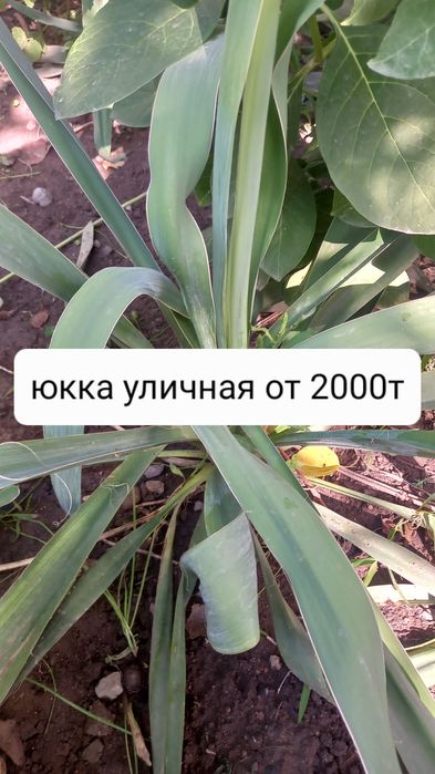 Продам недорого цветы