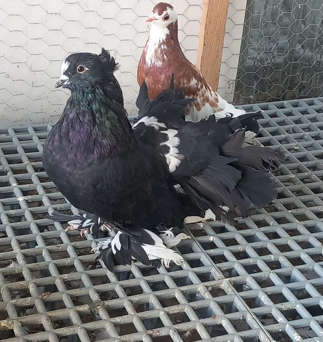 Porumbei Voltați Indieni
