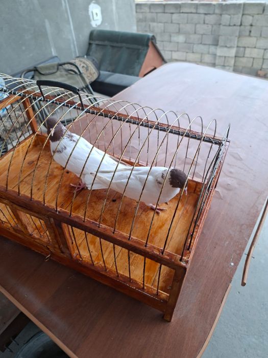 Продам высоколётный красноголовый