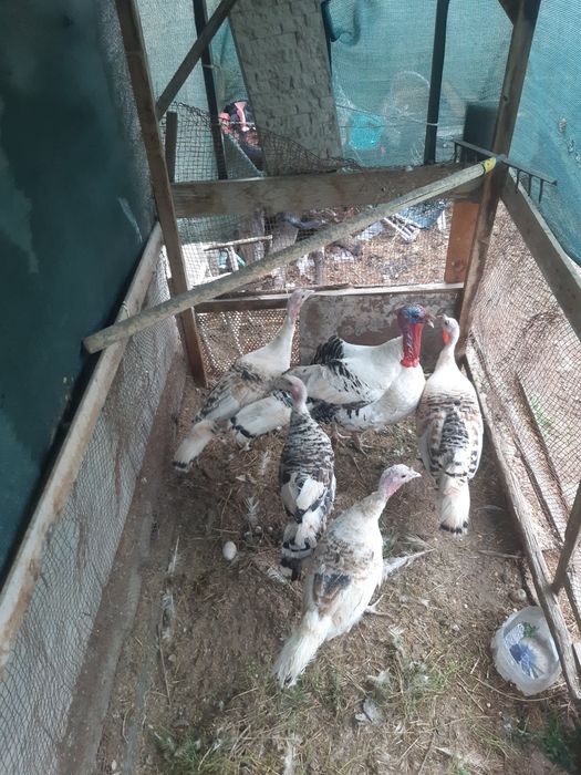 Zotli kurkalar sotiladi 5ta