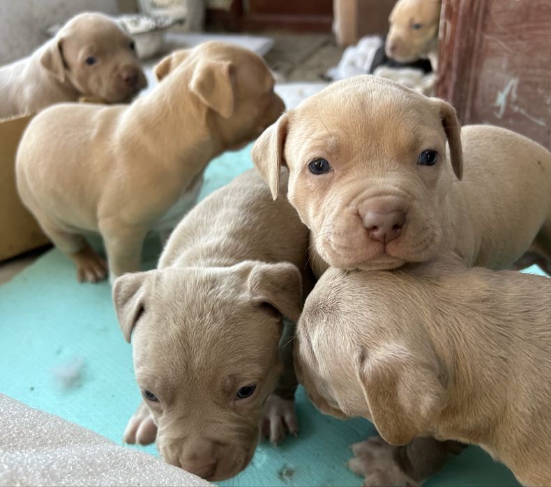 Американски питбули