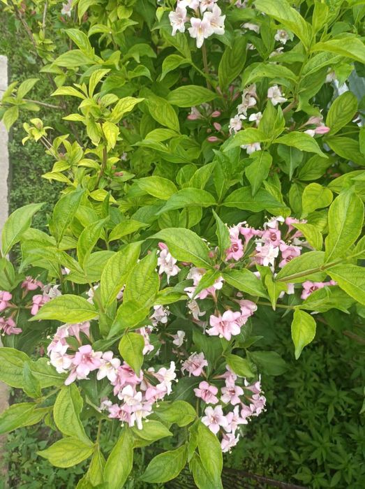 Вейгейла цветушая