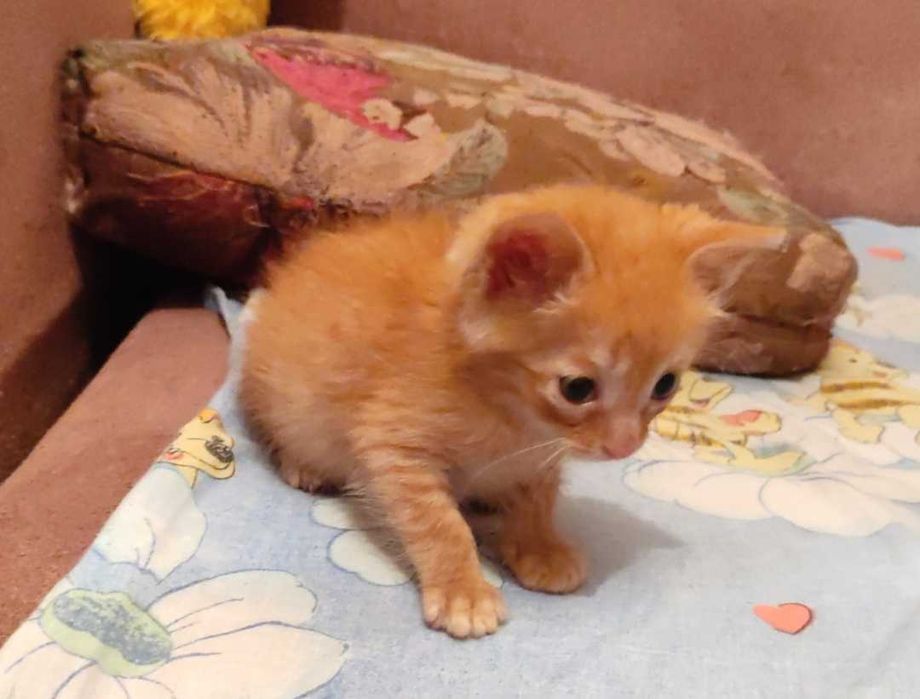 Котята в добрые ручки.
