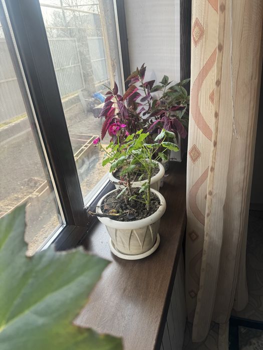 Продам комнатные цветы