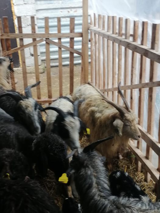 Лакты ешкилер...