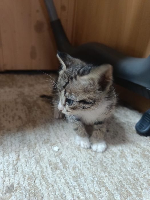 Отдам котят в добрые руки!