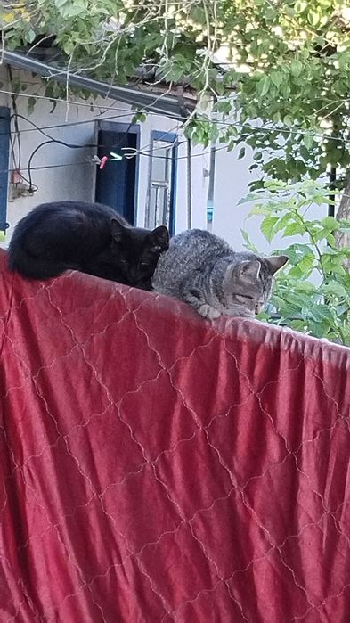 Котята отдам . девочки