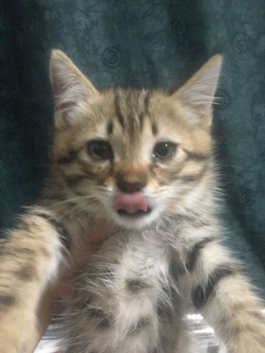 котята 2 мес в хорошие руки