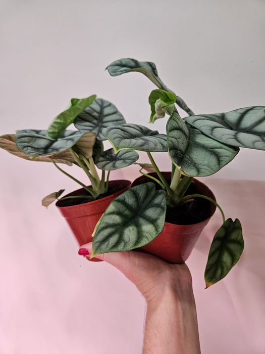 Алоказия сильвер дракон