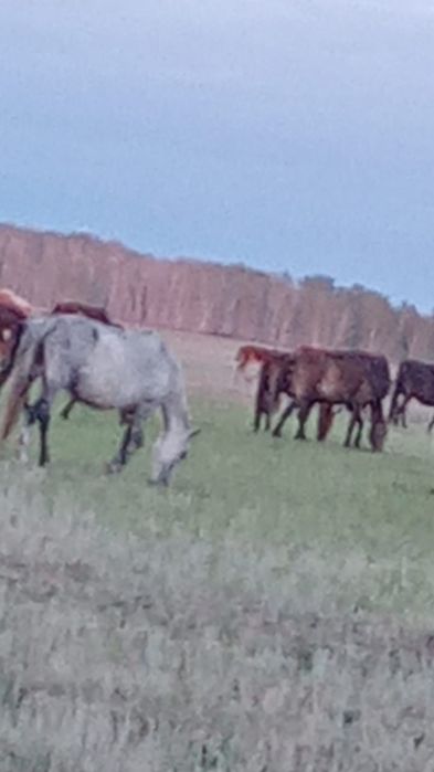 Продам лошадей цена договорная