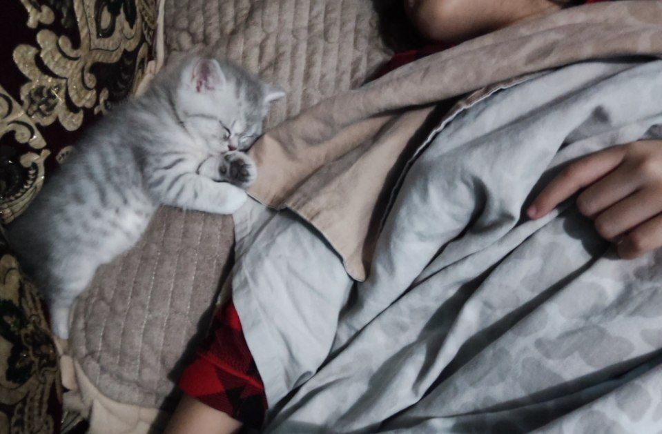 Чистая порода шотландская вислоуха Пол : мальчик