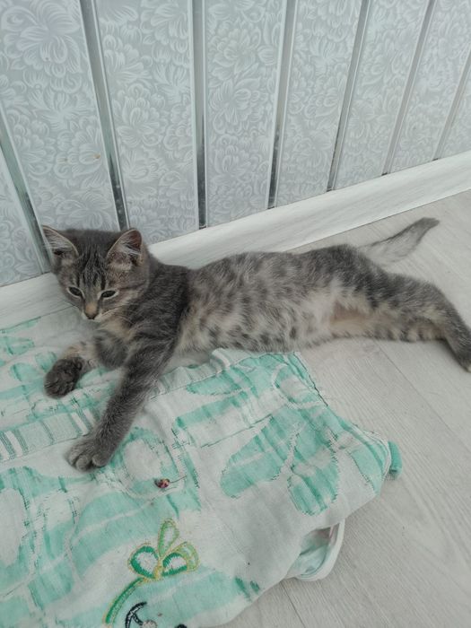 Котенок полгода .