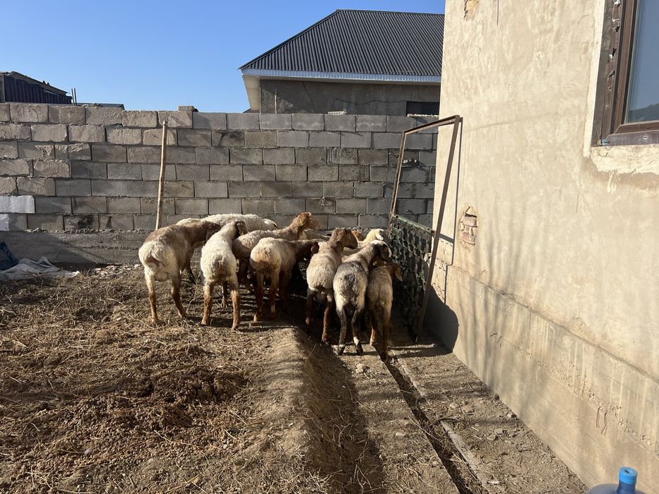 Семіз еркек тоқты