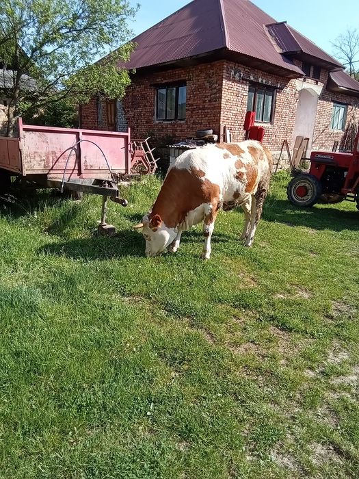 Juninca 2 ani jumate