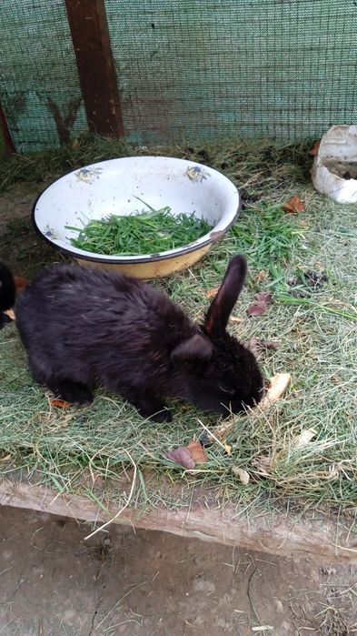 Продаются крольчата по 40000 тысяч сумов