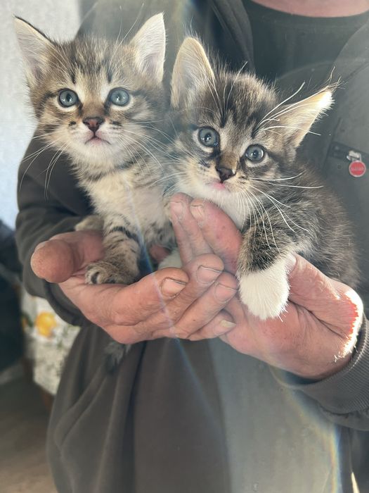 Котята в добрые руки !