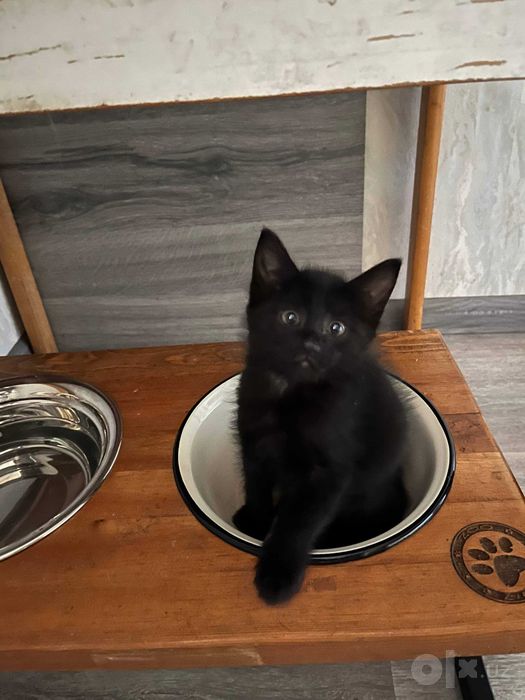 Отдам в хорошие руки! Котенок