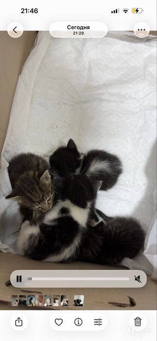 Котята Бесплатно