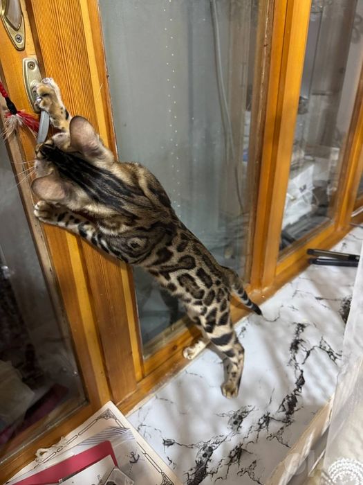Продаётся бенгалский