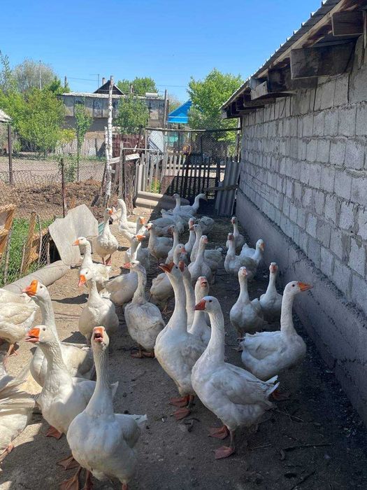 взрослые гуси домашние