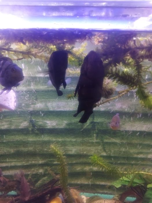 Продам пару астранотусов