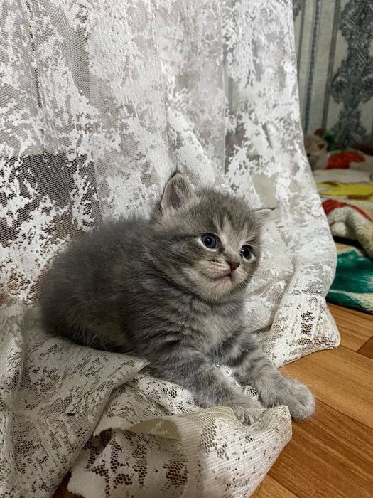 Продам британских котят 5 тыс