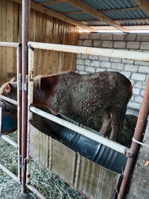 Тайлар жемде тұрған 2ай