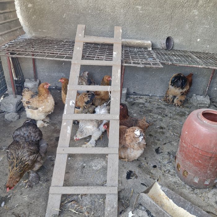cocosi de vanzare brahma și oua.