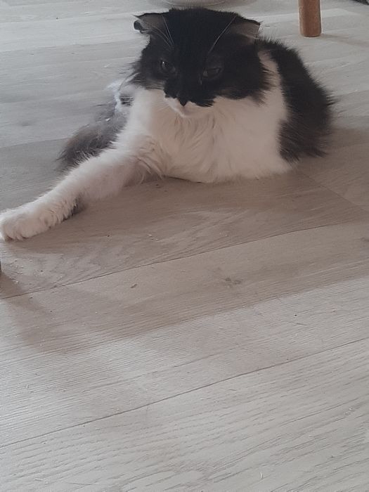 Кошки в добрые руки