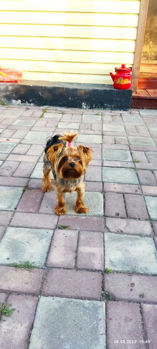 Вязка Йорк мини..