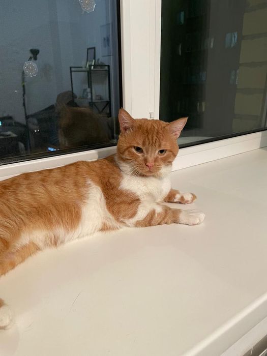 Котик в добрые руки