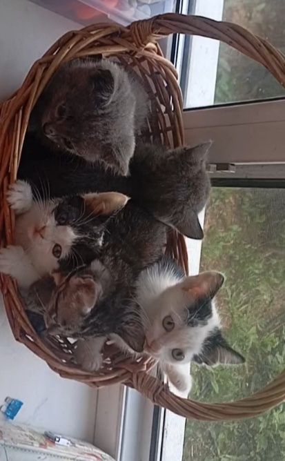 Отдам котят в добрые руки