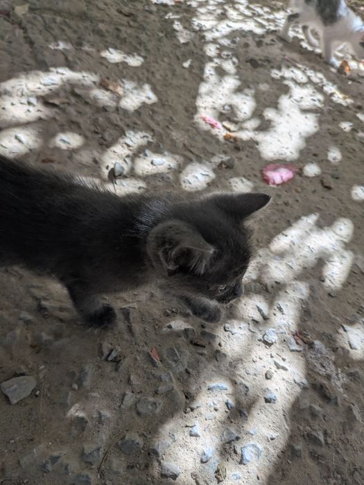 Котята в хорошие руки