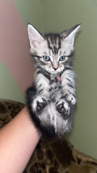 Продам милых,красивых котят.