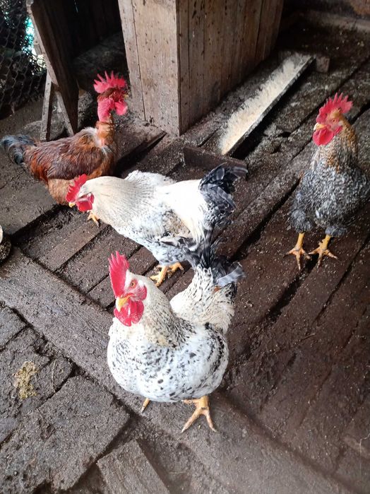 Cocoși de casă de vanzare