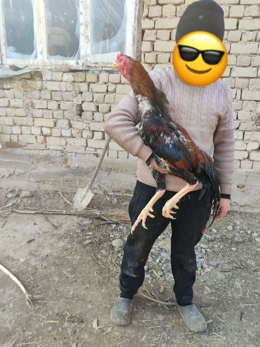 Harhil zotdan bor tuhumi sotiladi zoti