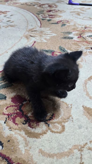 Котенок бесплатно