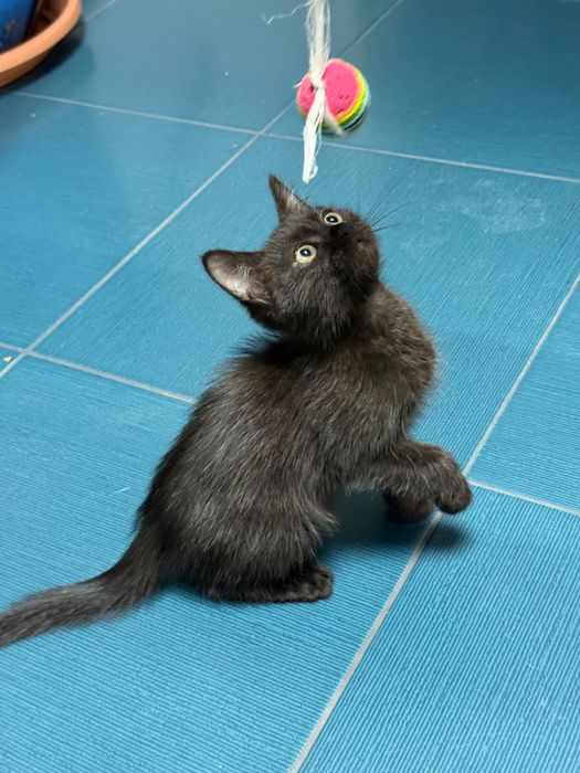 Котенок ищет дом !