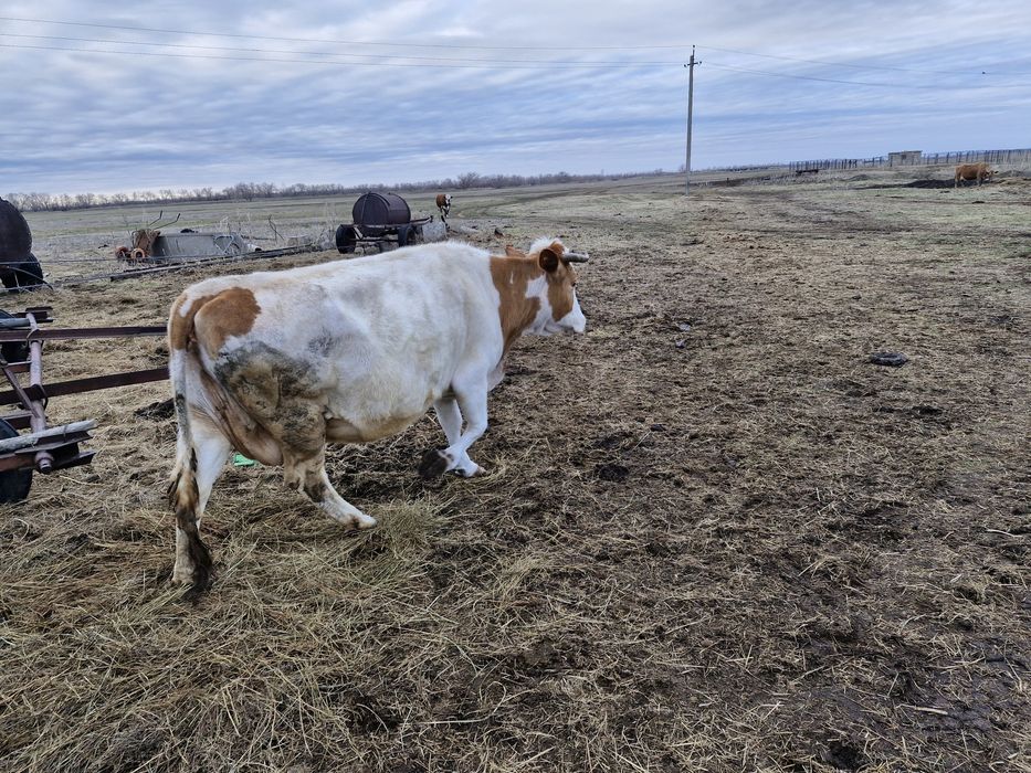 Продам корову на мясо
